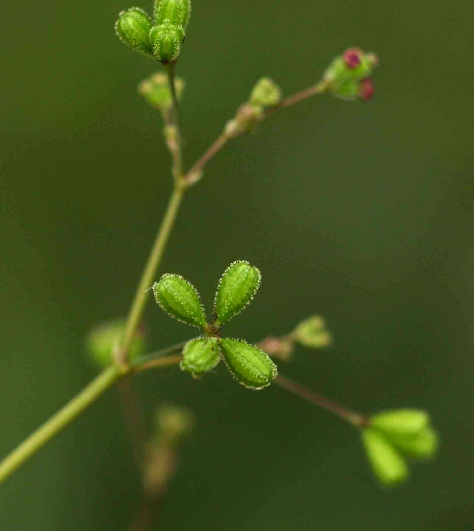 Imagem de Boerhavia