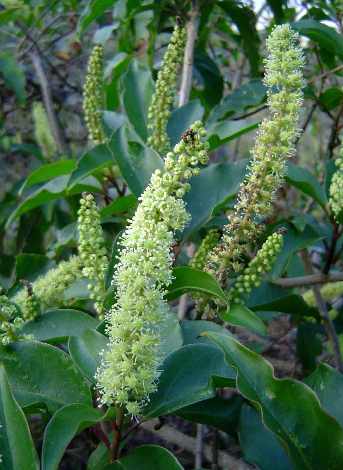 Phytolacca dodecandra L'Herit.的圖片