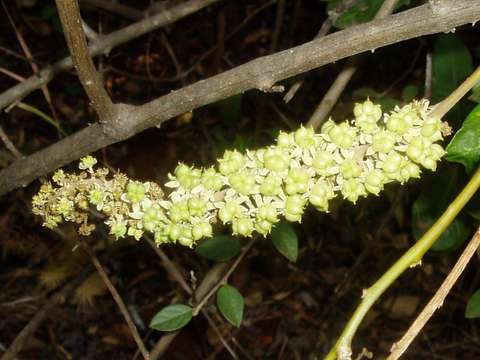 Image of pokeweed