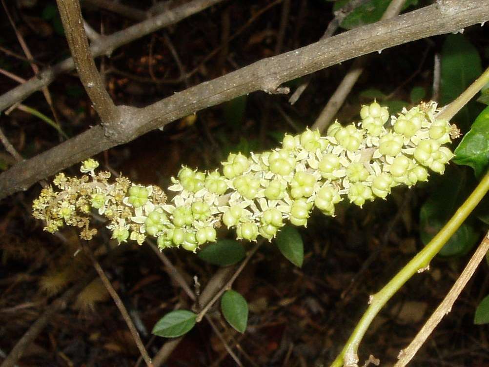 Phytolacca dodecandra L'Herit.的圖片