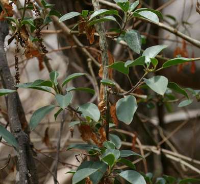 Image of pokeweed