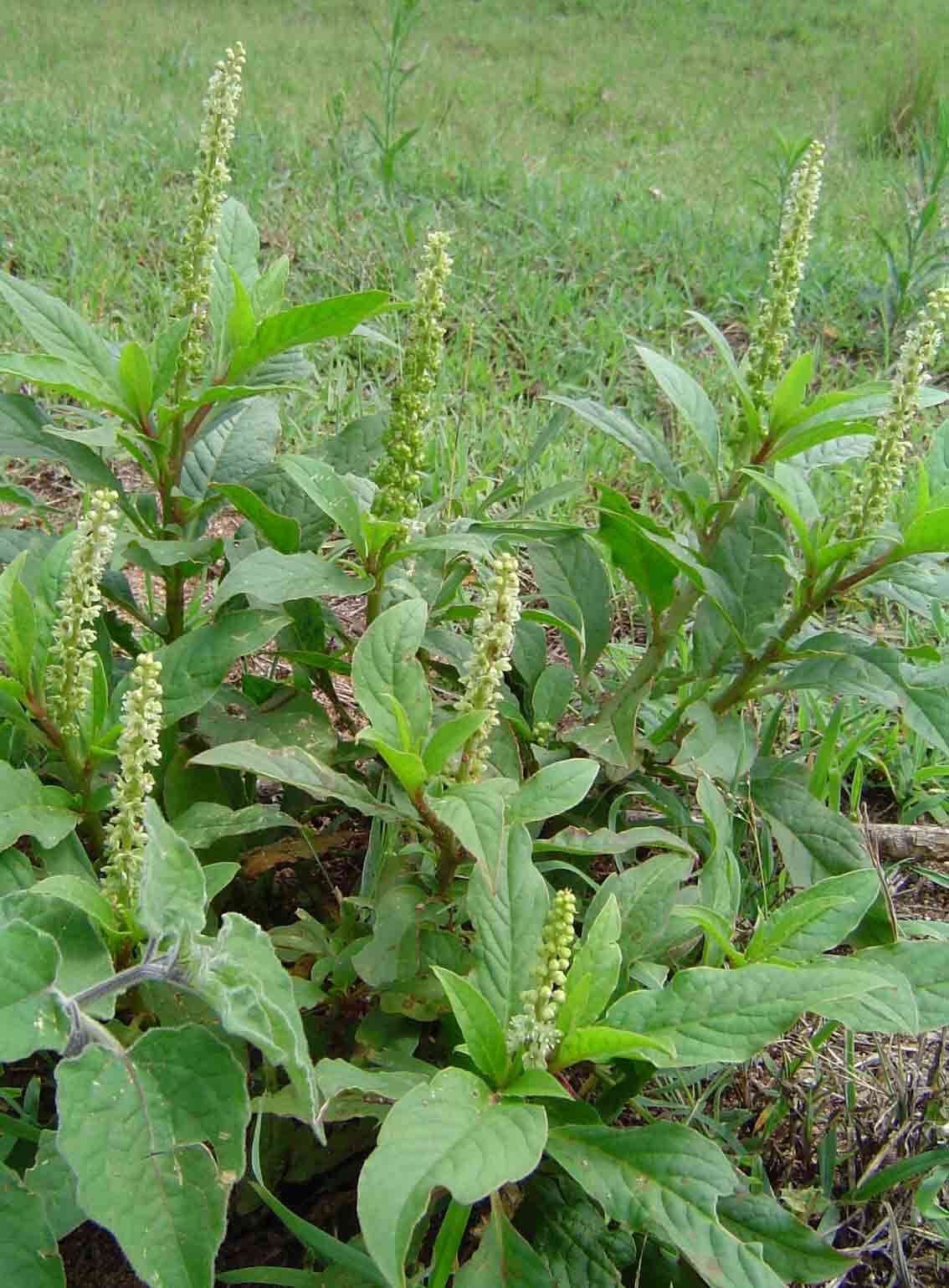 Image of pokeweed