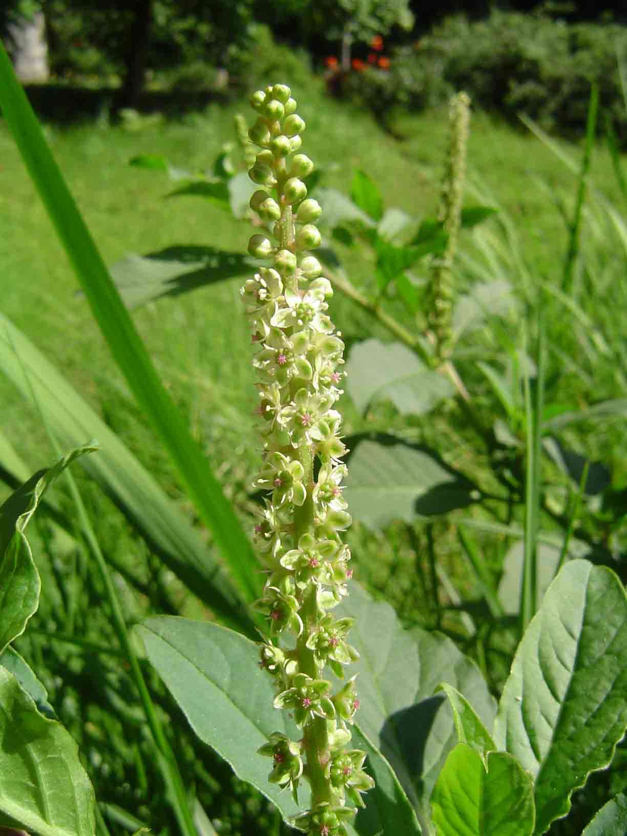 Image of pokeweed