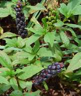 Image of pokeweed