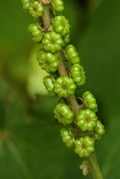 Image of pokeweed