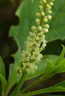 Image of pokeweed