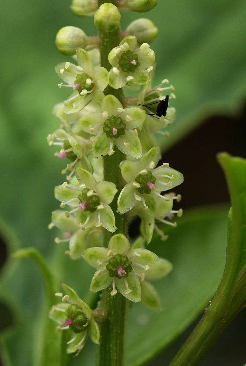 Image of pokeweed