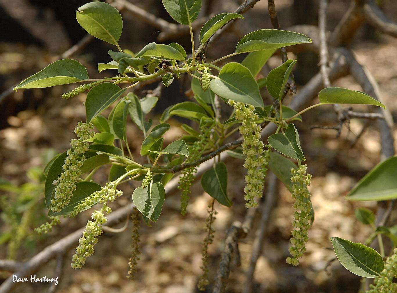 Image of pokeweed