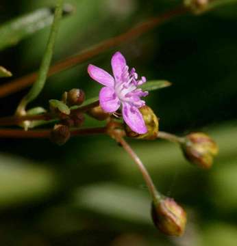 Imagem de Gisekiaceae