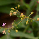 Image of Ostrich herb