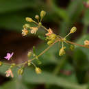 Gisekia africana (Lour.) Kuntze resmi