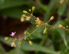 Image of Gisekiaceae