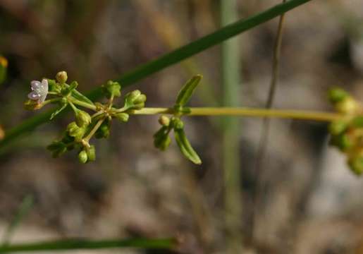 Image of Magnoliopsida