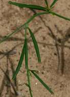 Image of carpet-weeds