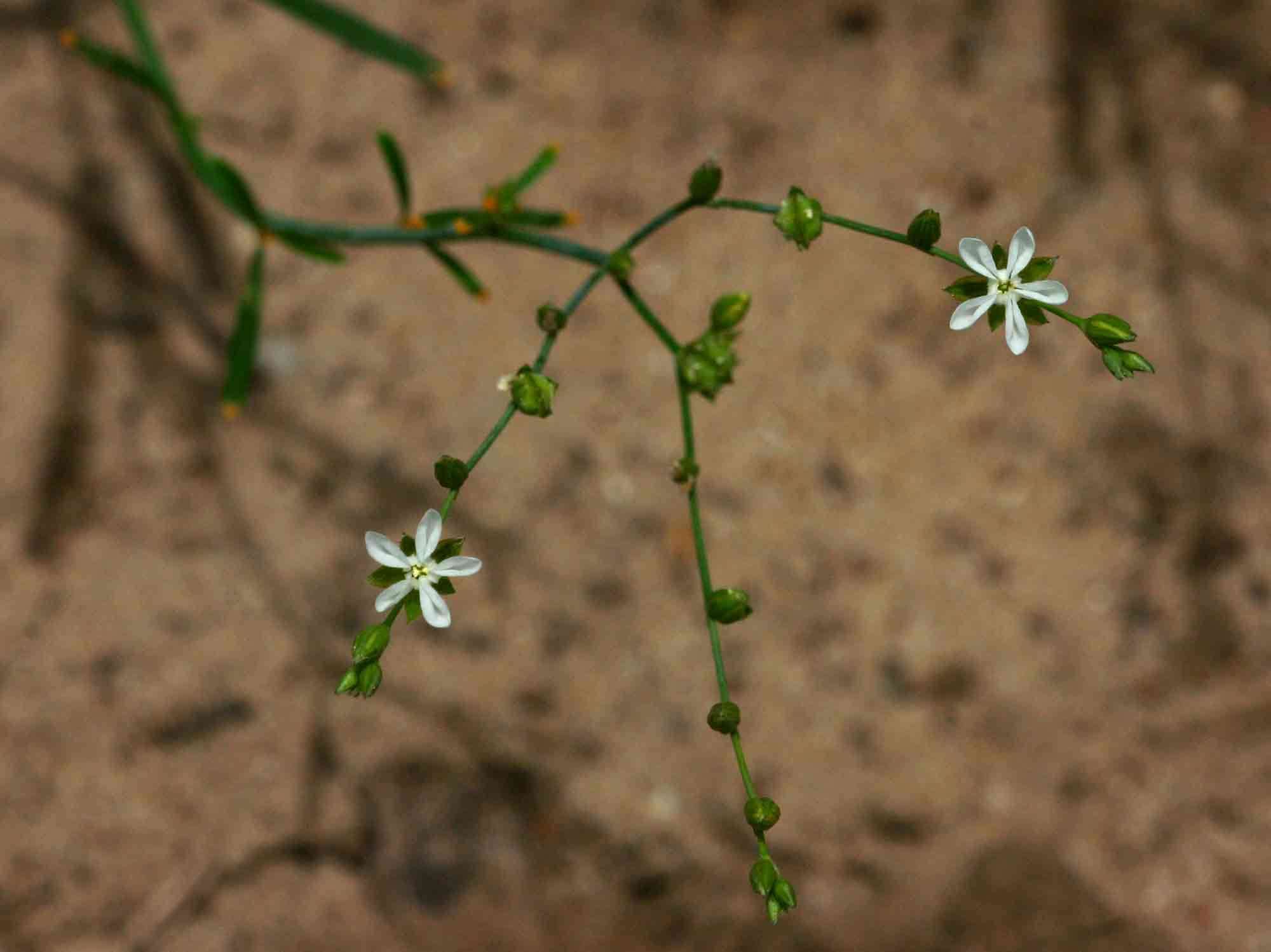 <i>Limeum <i>fenestratum</i></i> (Fenzl) Heimerl var. fenestratum resmi