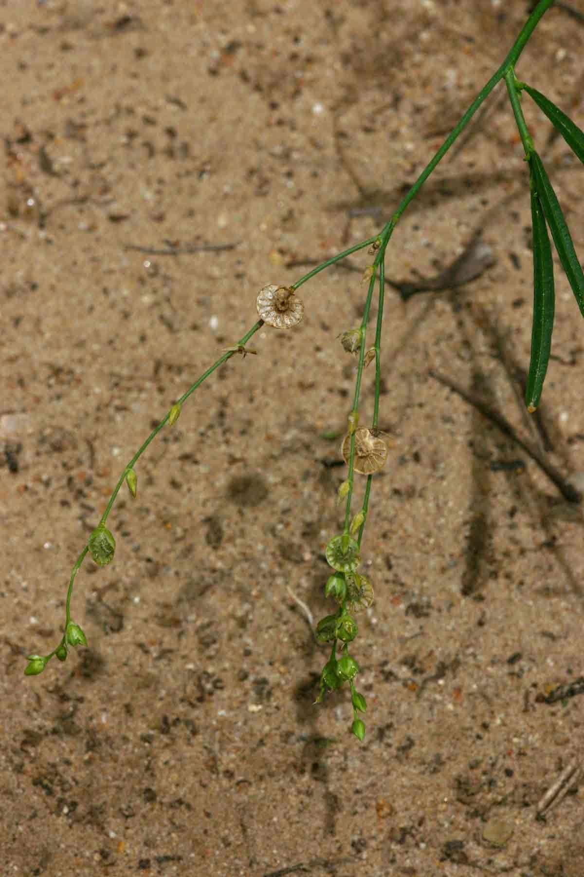 Image of carpet-weeds