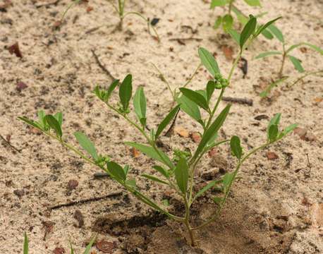 Image of <i>Limeum viscosum</i> (J. Gay) Fenzl ssp. viscosum var. krausii Friedr.