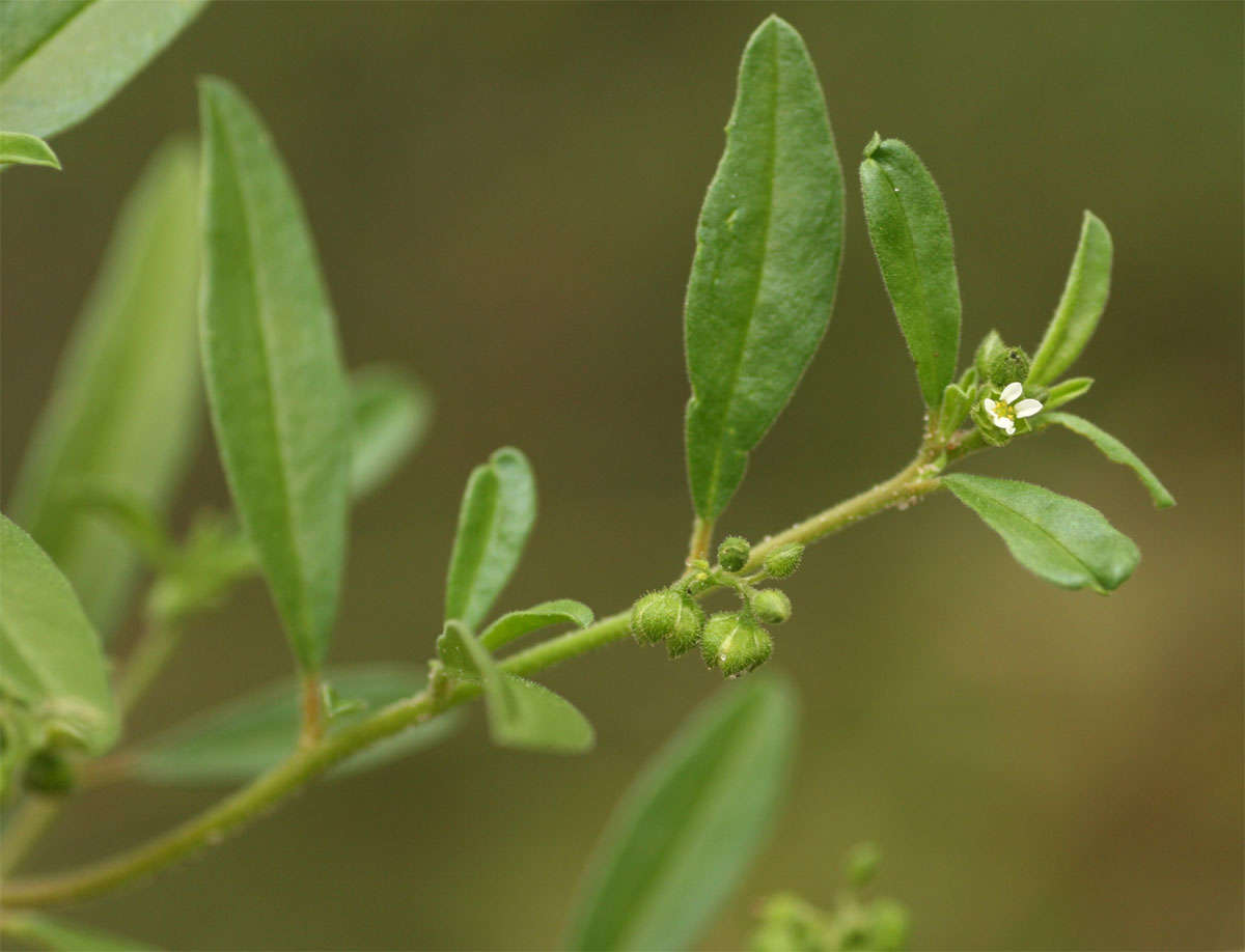 <i>Limeum viscosum</i> (J. Gay) Fenzl ssp. viscosum var. krausii Friedr. resmi