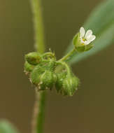 Imagem de <i>Limeum viscosum</i> (J. Gay) Fenzl ssp. viscosum var. krausii Friedr.