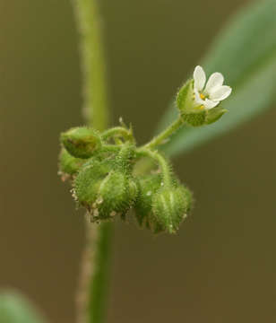 Imagem de <i>Limeum viscosum</i> (J. Gay) Fenzl ssp. viscosum var. krausii Friedr.