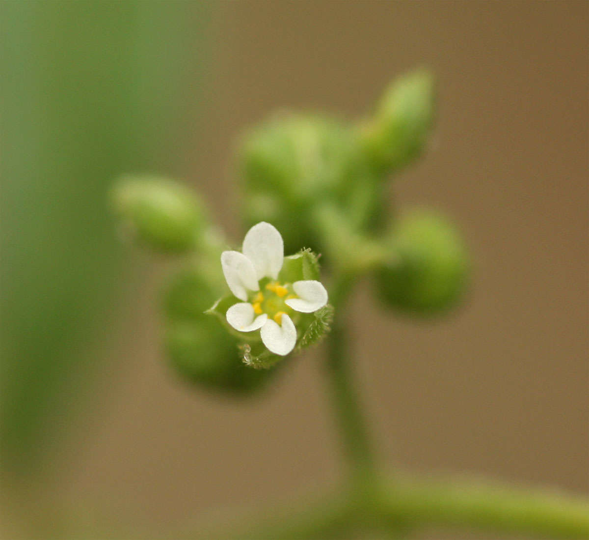 Imagem de <i>Limeum viscosum</i> (J. Gay) Fenzl ssp. viscosum var. krausii Friedr.