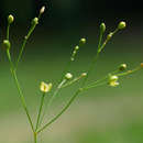 Image of nakedstem carpetweed