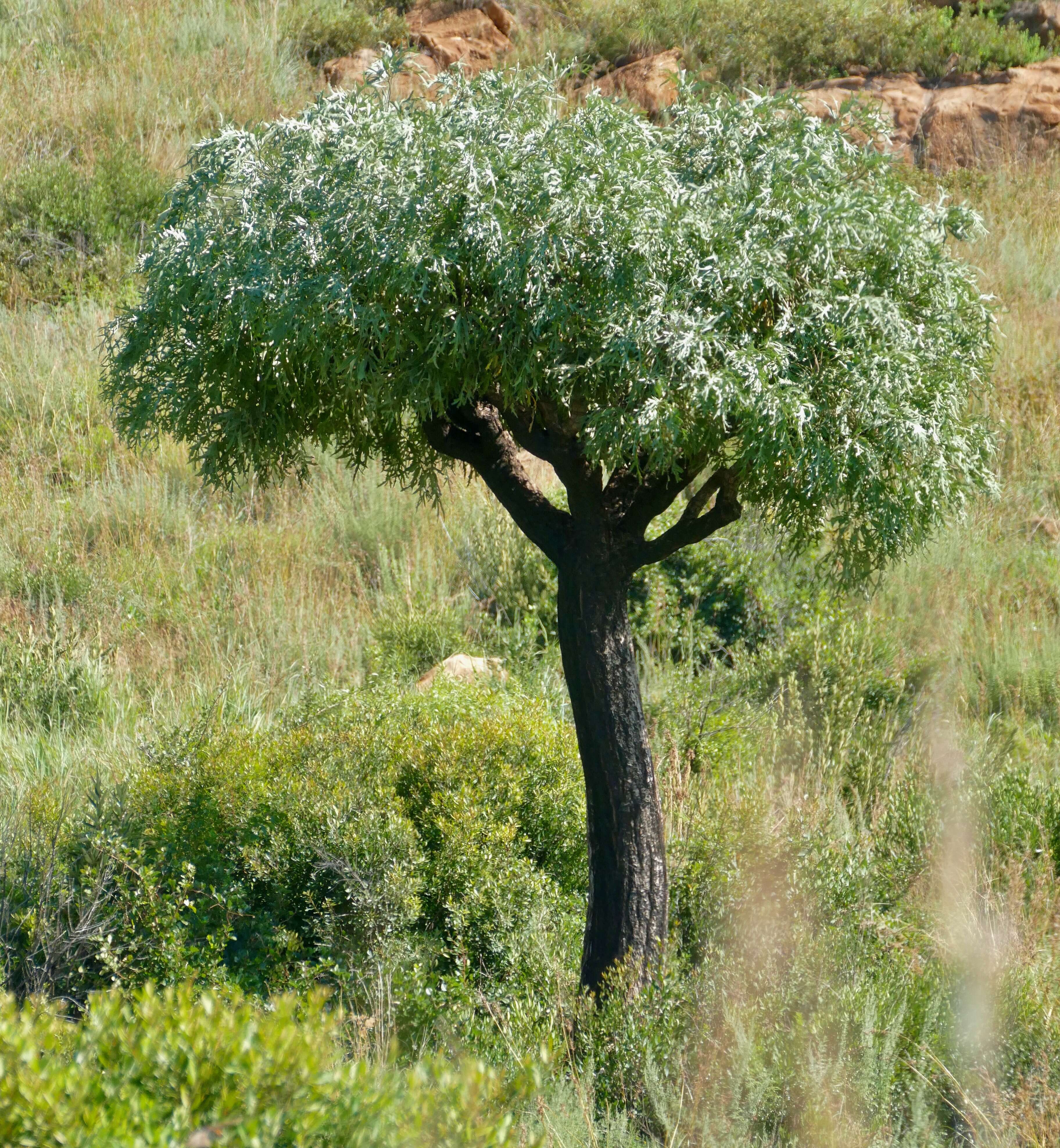 Image of Highveld Cabbage Tree