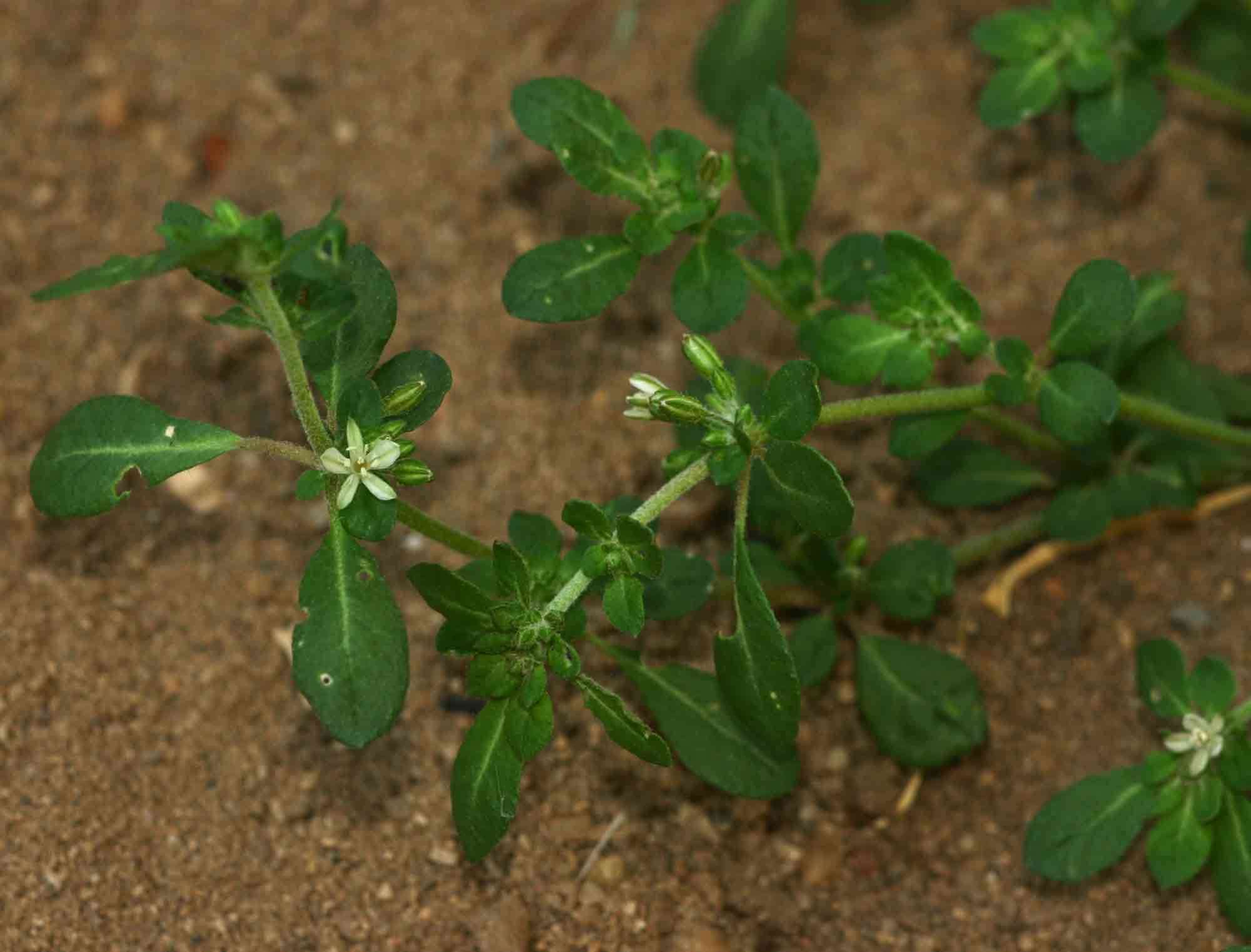 Image of <i>Glinus oppositifolius</i> (L.) DC. var. <i>lanatus</i> Hauman