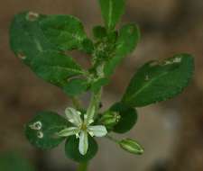 Image of <i>Glinus oppositifolius</i> (L.) DC. var. <i>lanatus</i> Hauman