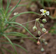 Image of Kewaceae