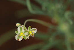 Image of Kewaceae