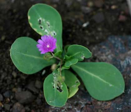 Image of Corbichoniaceae