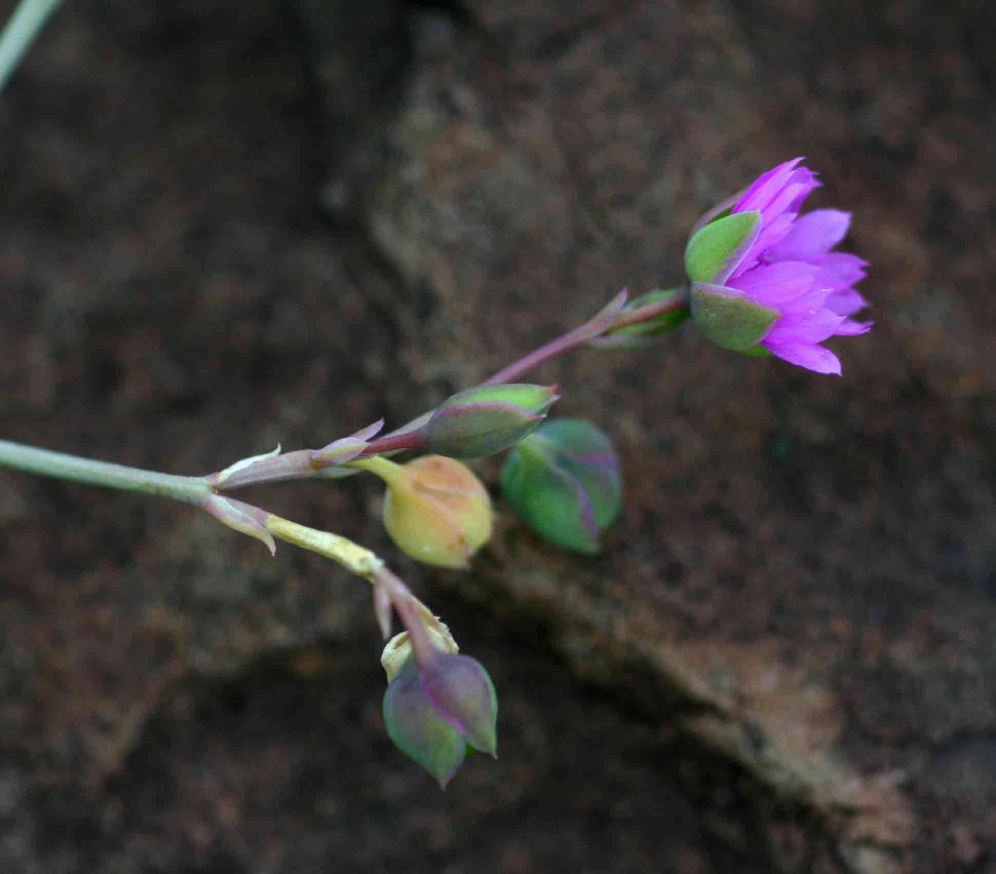 Image of Corbichoniaceae