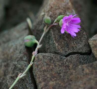 Imagem de Corbichoniaceae