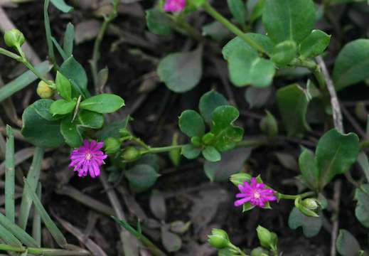 Image of Corbichoniaceae