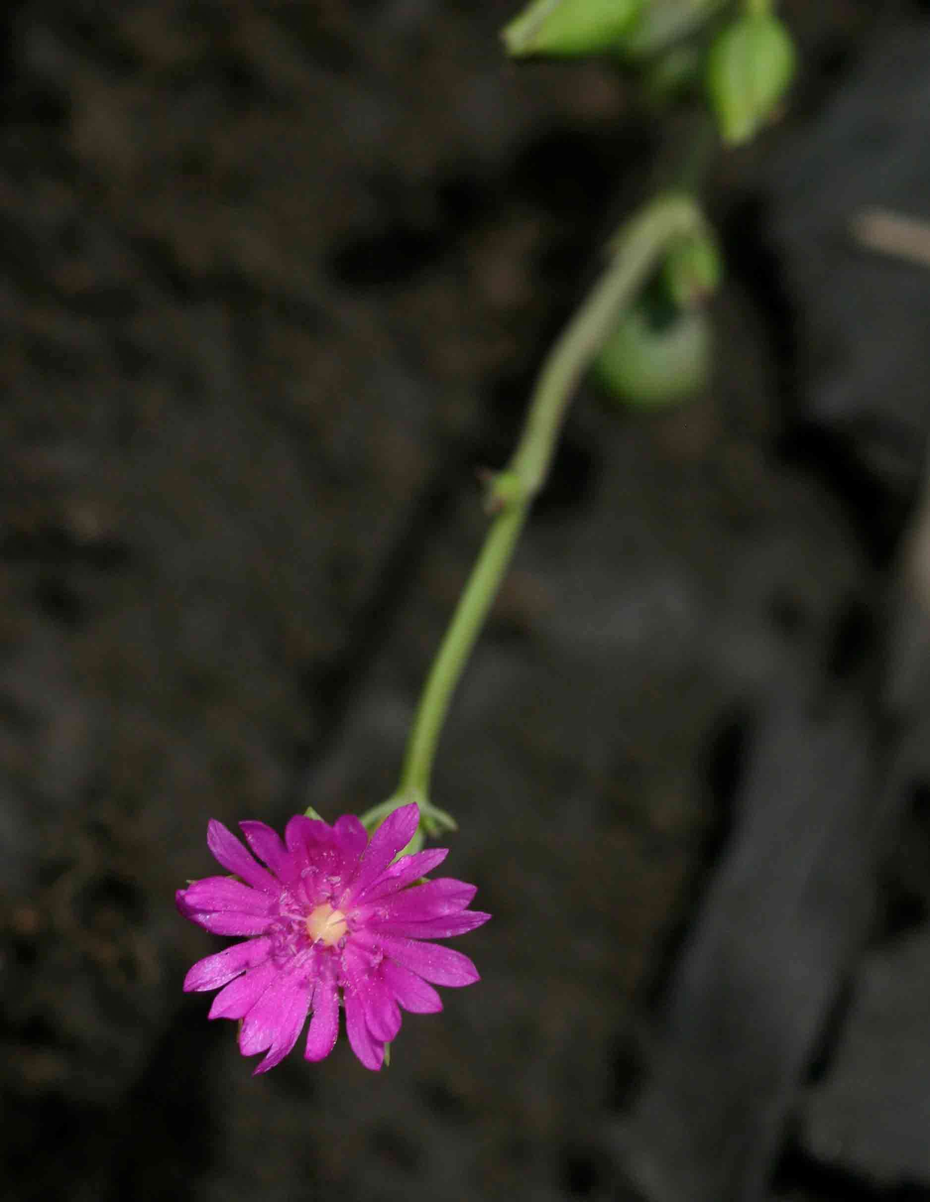 Imagem de Corbichoniaceae