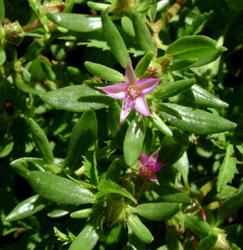 Image of Sesuvium nyasicum (Bak.) M. L. Goncalves