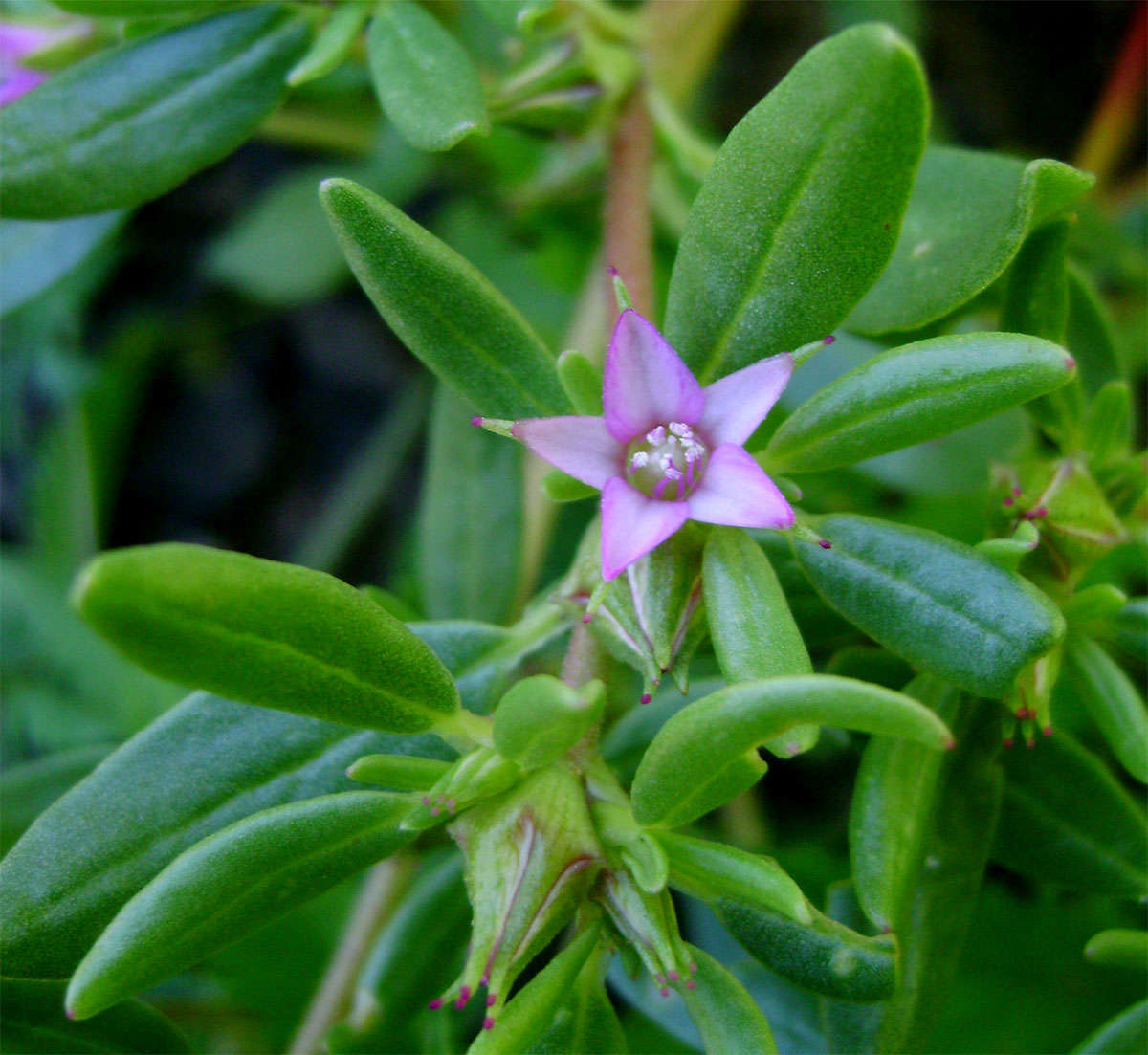 Image of Sesuvium nyasicum (Bak.) M. L. Goncalves