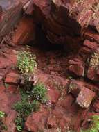 Image of Delosperma mahonii (N. E. Br.) N. E. Br.