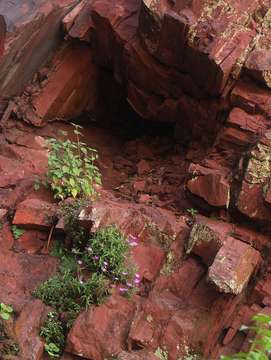 Delosperma mahonii (N. E. Br.) N. E. Br. resmi