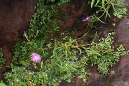 Image of Delosperma mahonii (N. E. Br.) N. E. Br.