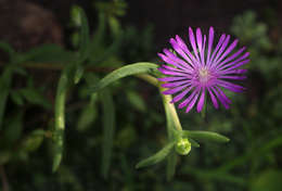 Image of Delosperma mahonii (N. E. Br.) N. E. Br.