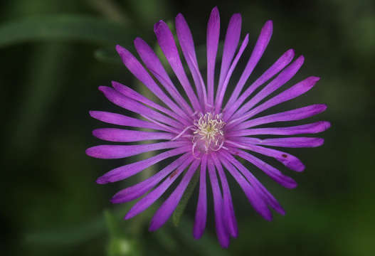 Image of Delosperma mahonii (N. E. Br.) N. E. Br.