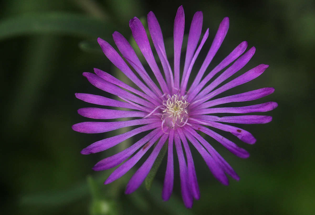 Delosperma mahonii (N. E. Br.) N. E. Br. resmi