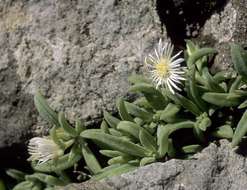 Image of <i>Delosperma steytlerae</i> L. Bolus