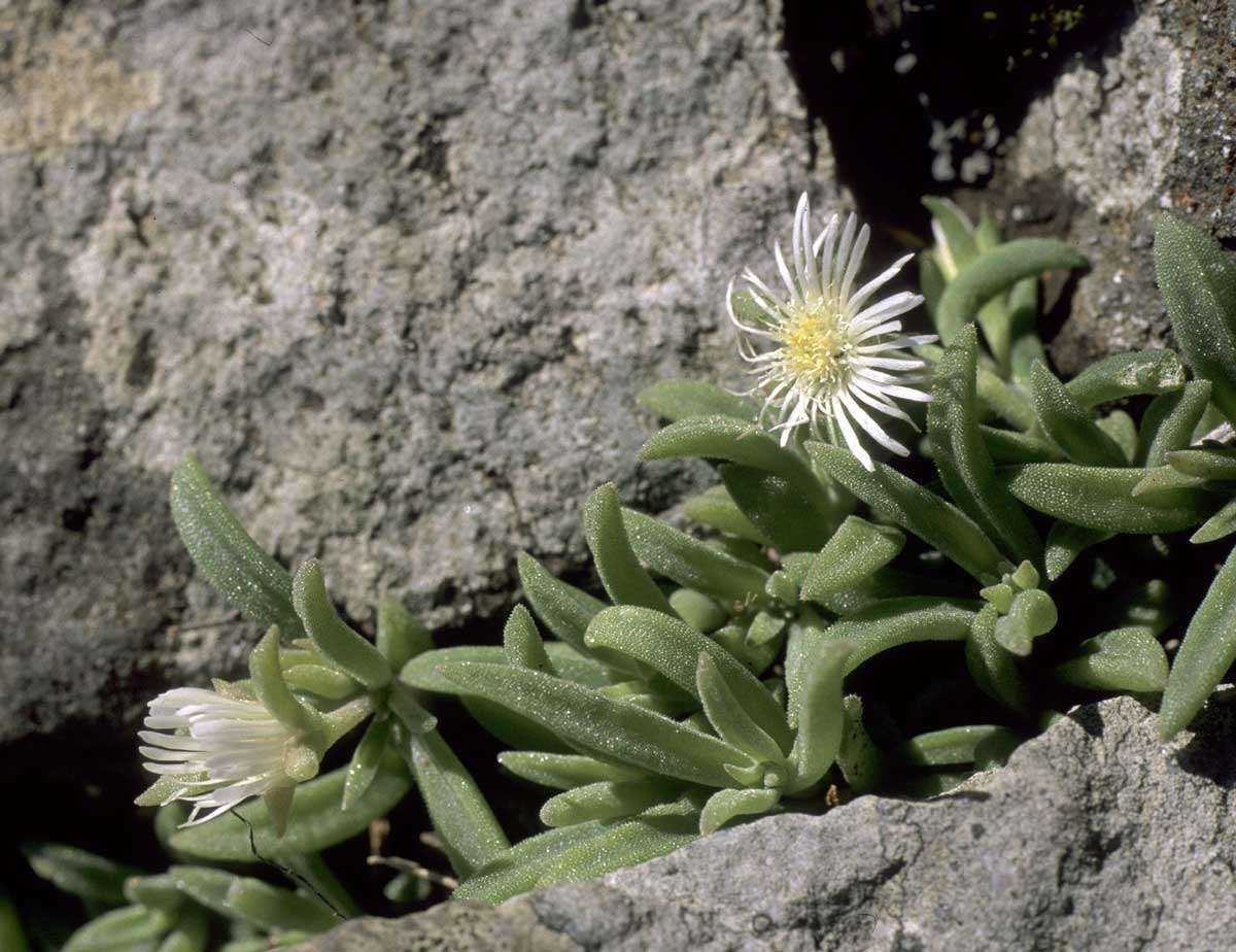 Image of <i>Delosperma steytlerae</i> L. Bolus