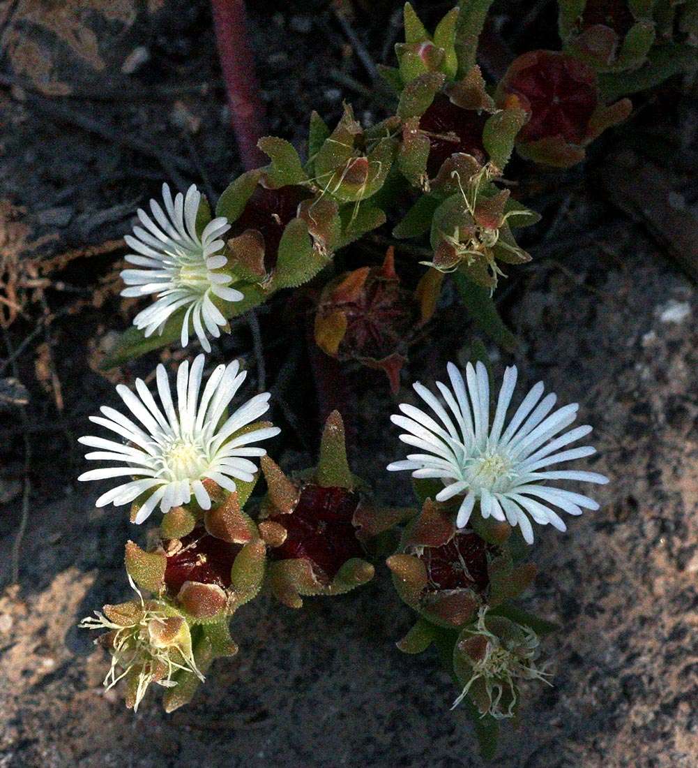 Image of <i>Delosperma steytlerae</i> L. Bolus