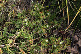 Image of <i>Delosperma steytlerae</i> L. Bolus