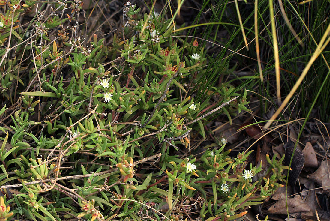 Image of <i>Delosperma steytlerae</i> L. Bolus