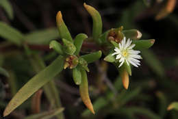 Image of <i>Delosperma steytlerae</i> L. Bolus
